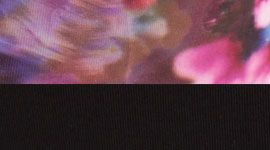 black/spring has sprung multi
