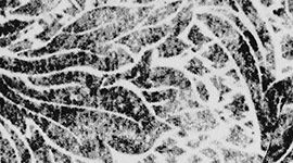 Serigraph Starlight Black Multi color swatch