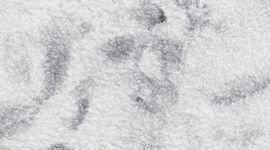 color image