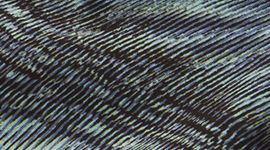 Hotty Hot LR Short 4" *Lined