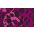 Cheetah Camo Magenta Purple Multi/Magenta Purple