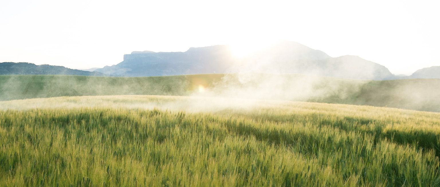 Grassy field landscape.