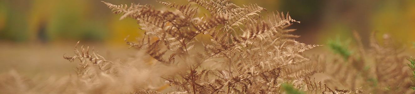 Free Shipping and Returns Banner