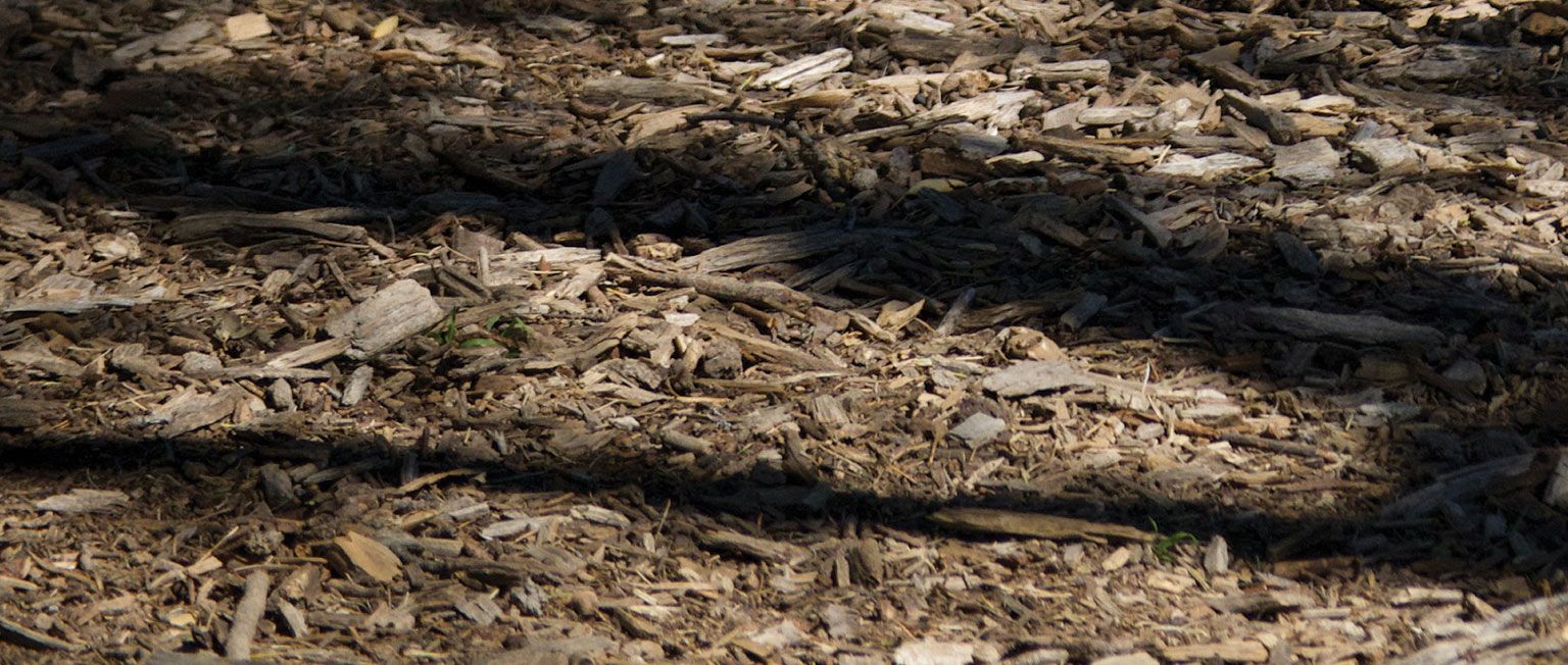 Image of ground along a trail run.