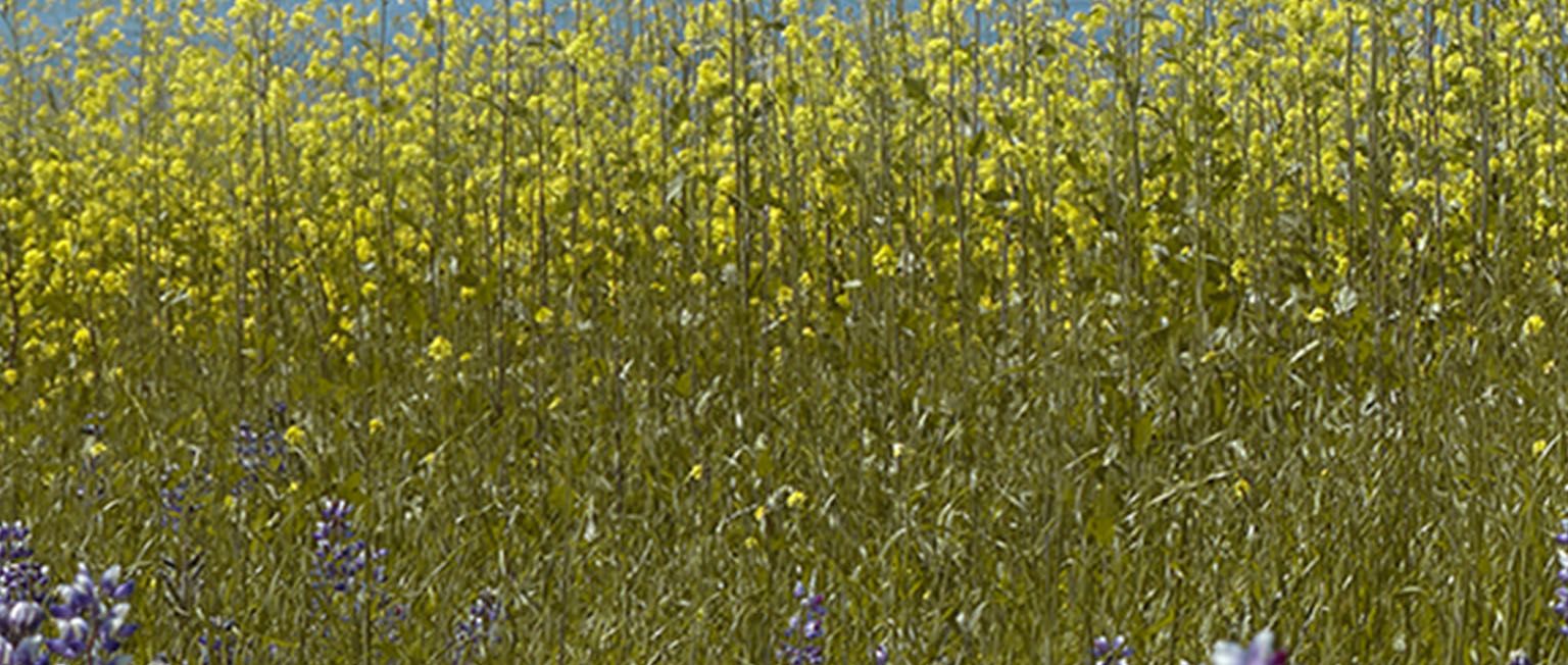 Landscape with tall grass and flowers. 