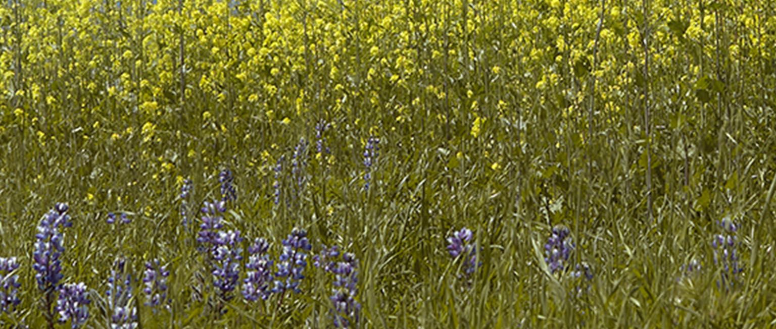 Landscape with tall grass and flowers. 