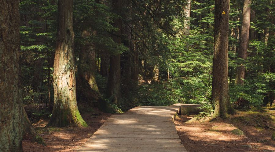 Forest Bathing for Happiness